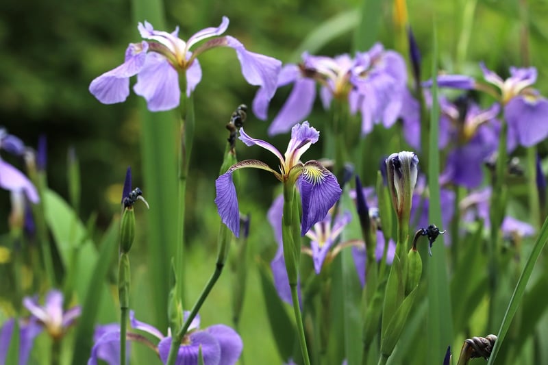 Spring Flowers
