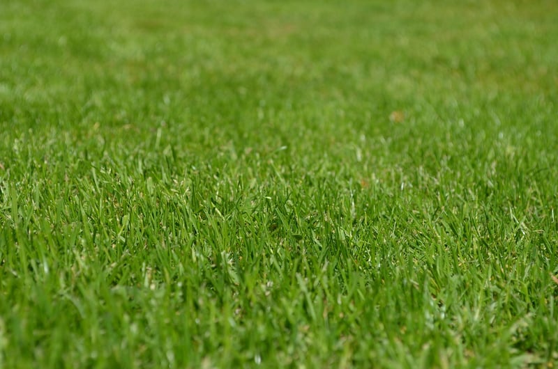 Barren Garden