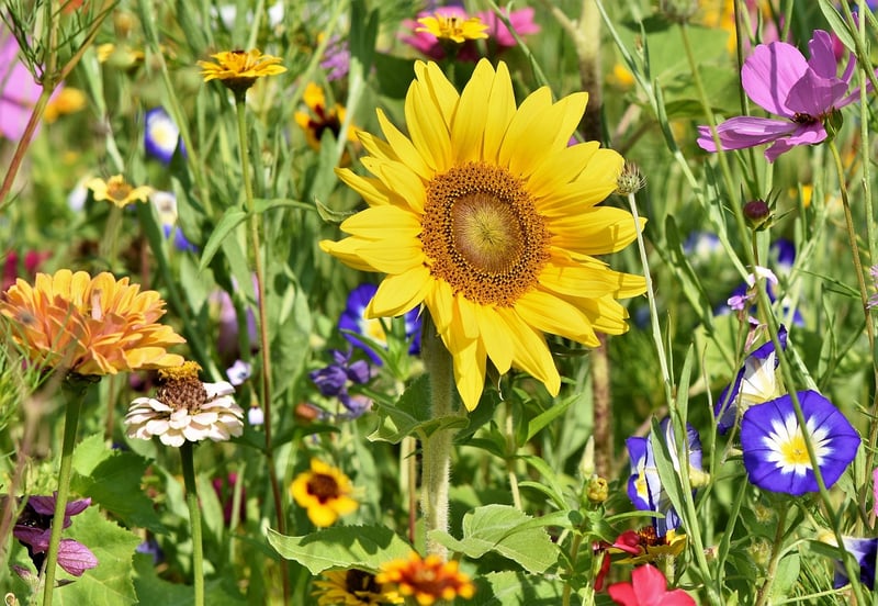Colorful Garden Flowers