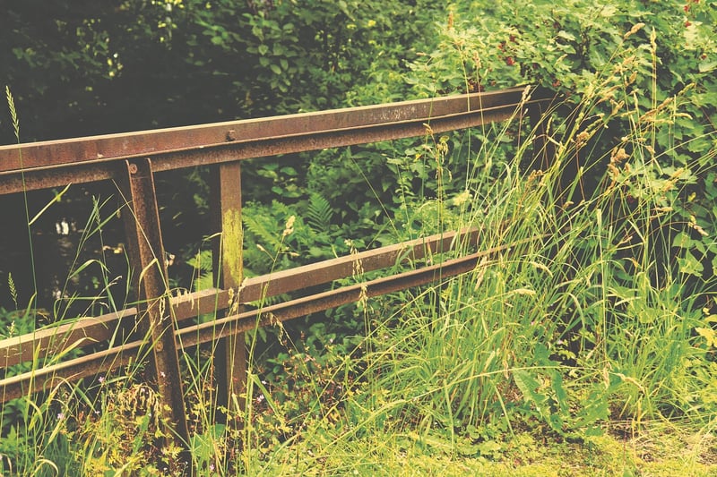 Neglected Garden